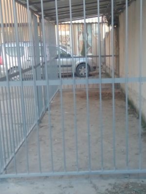 milic cumin (21)