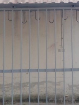 milic cumin (22)