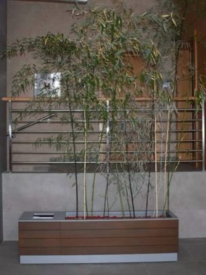 milic cumin (34)