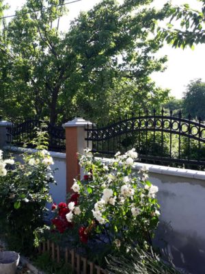 milic cumin (64)